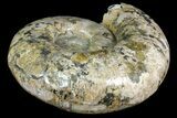 Polished Ammonite Fossil From Madagascar - Giant Specimen! #168528-2